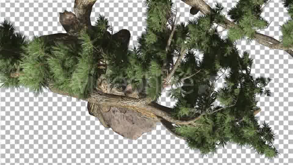 Jeffrey Pine Pinus Jeffreyi Top Down Coniferous - Download Videohive 15375653