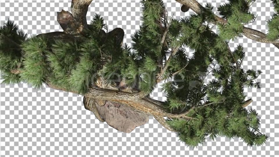 Jeffrey Pine Pinus Jeffreyi Top Down Coniferous - Download Videohive 15375653