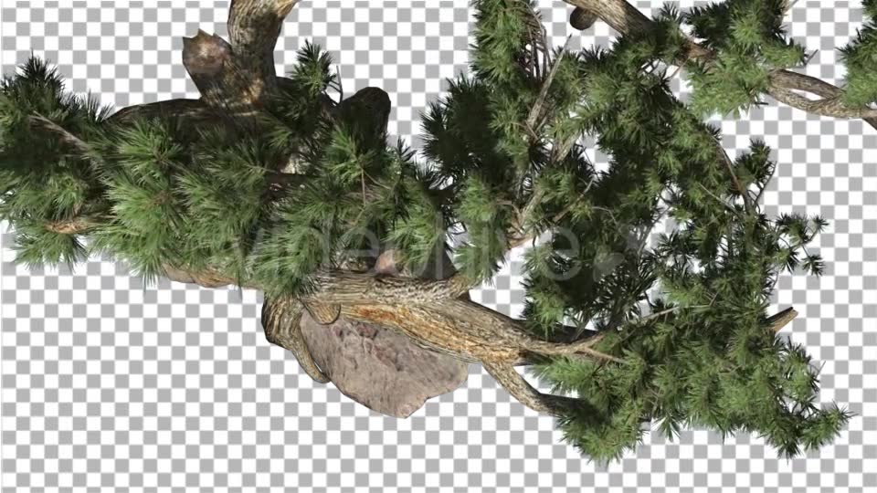 Jeffrey Pine Pinus Jeffreyi Top Down Coniferous - Download Videohive 15375653