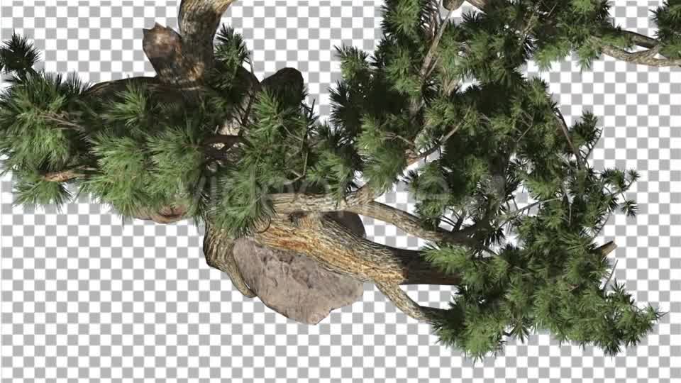 Jeffrey Pine Pinus Jeffreyi Top Down Coniferous - Download Videohive 15375653