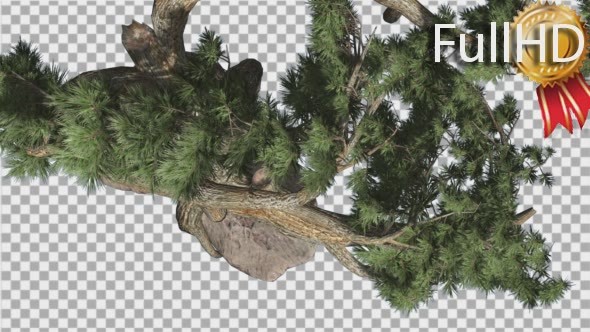 Jeffrey Pine Pinus Jeffreyi Top Down Coniferous - Download Videohive 15375653