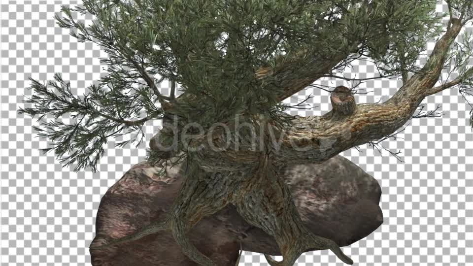 Jeffrey Pine Roots on a Stone Pinus Jeffreyi - Download Videohive 15197188