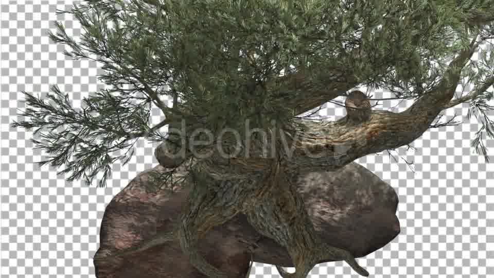Jeffrey Pine Roots on a Stone Pinus Jeffreyi - Download Videohive 15197188