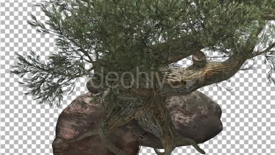 Jeffrey Pine Roots on a Stone Pinus Jeffreyi - Download Videohive 15197188