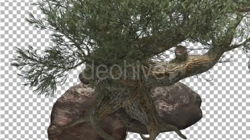 Jeffrey Pine Roots on a Stone Pinus Jeffreyi - Download Videohive 15197188