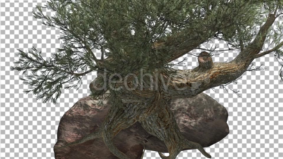 Jeffrey Pine Roots on a Stone Pinus Jeffreyi - Download Videohive 15197188