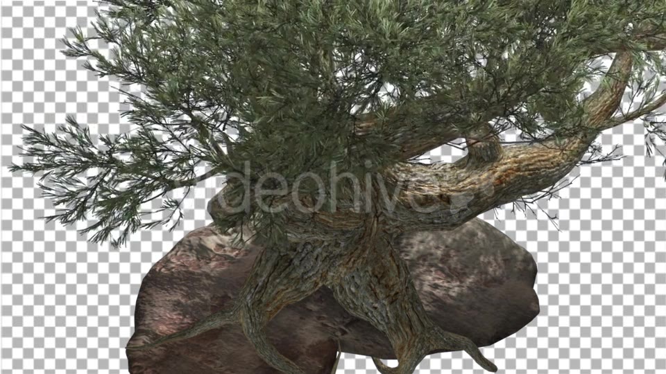 Jeffrey Pine Roots on a Stone Pinus Jeffreyi - Download Videohive 15197188