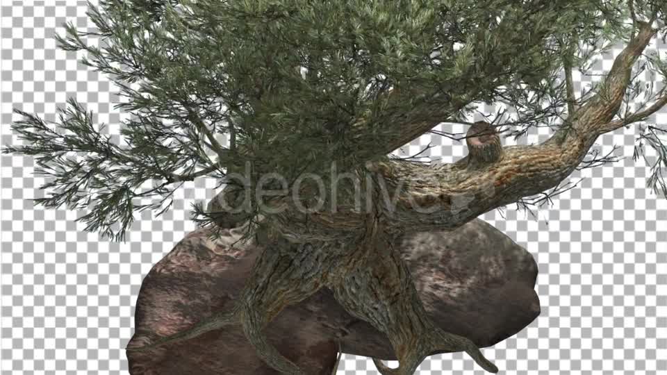 Jeffrey Pine Roots on a Stone Pinus Jeffreyi - Download Videohive 15197188