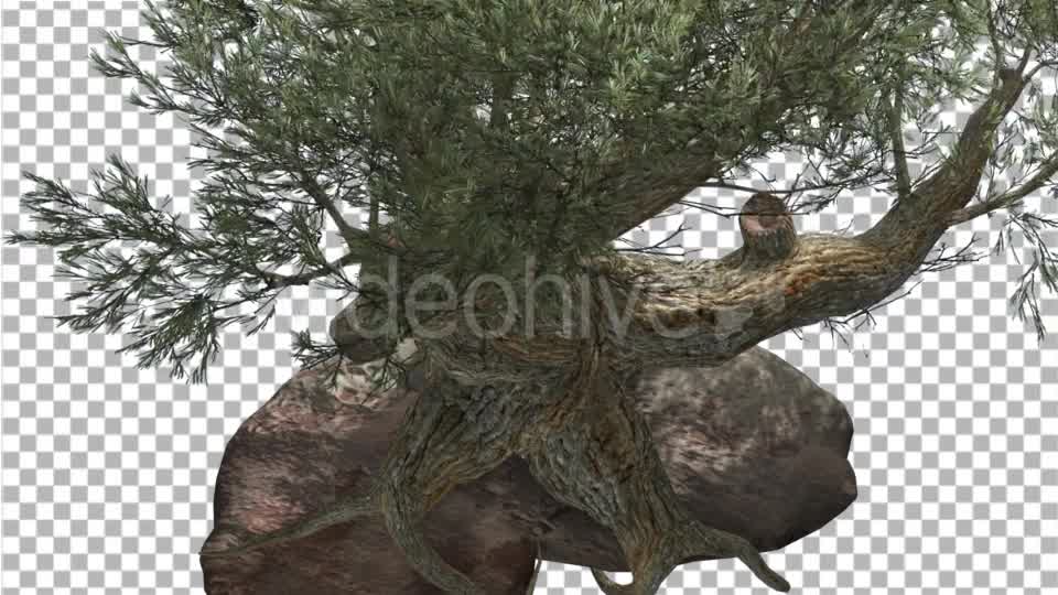 Jeffrey Pine Roots on a Stone Pinus Jeffreyi - Download Videohive 15197188