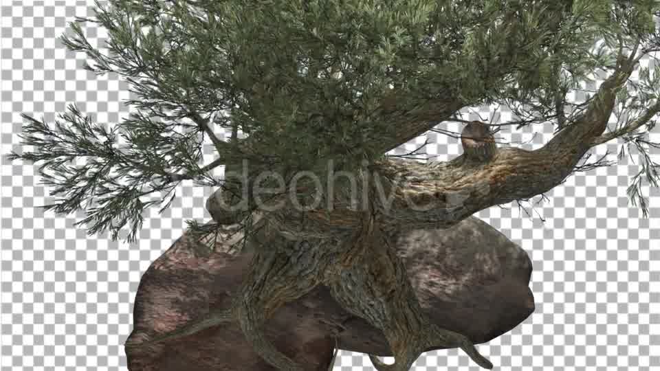 Jeffrey Pine Roots on a Stone Pinus Jeffreyi - Download Videohive 15197188