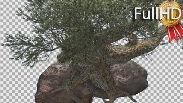 Jeffrey Pine Roots on a Stone Pinus Jeffreyi - Download Videohive 15197188