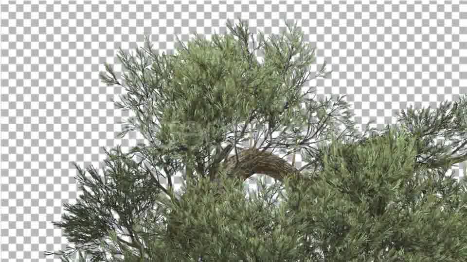 Jeffrey Pine Top of Crown Pinus Jeffreyi - Download Videohive 15203104