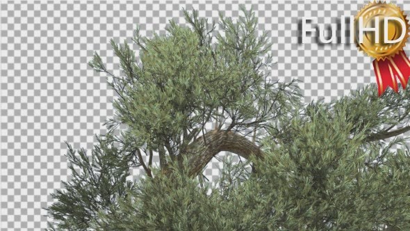 Jeffrey Pine Top of Crown Pinus Jeffreyi - Download Videohive 15203104