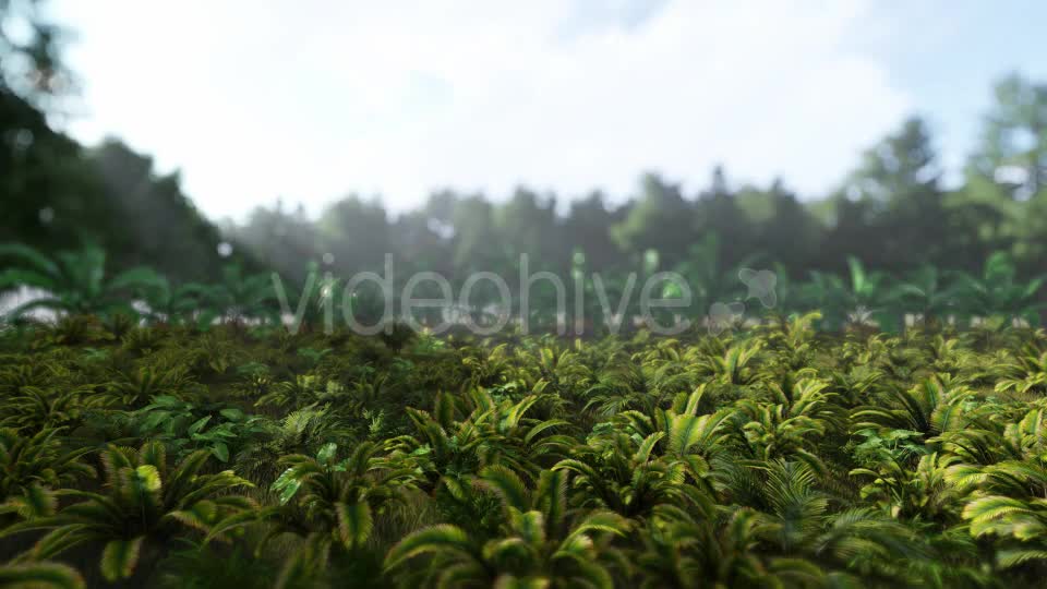 Jungle 03 HD - Download Videohive 21385369