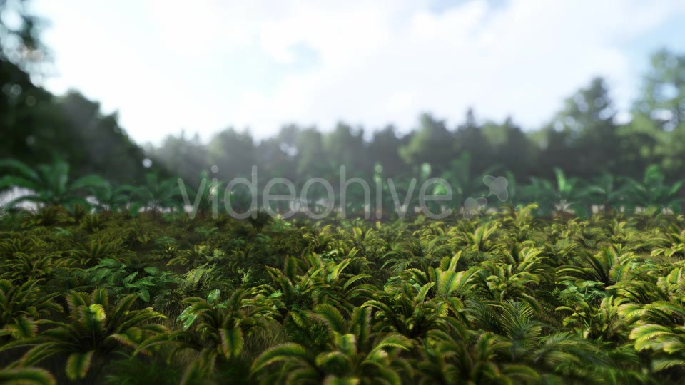 Jungle 03 HD - Download Videohive 21385369