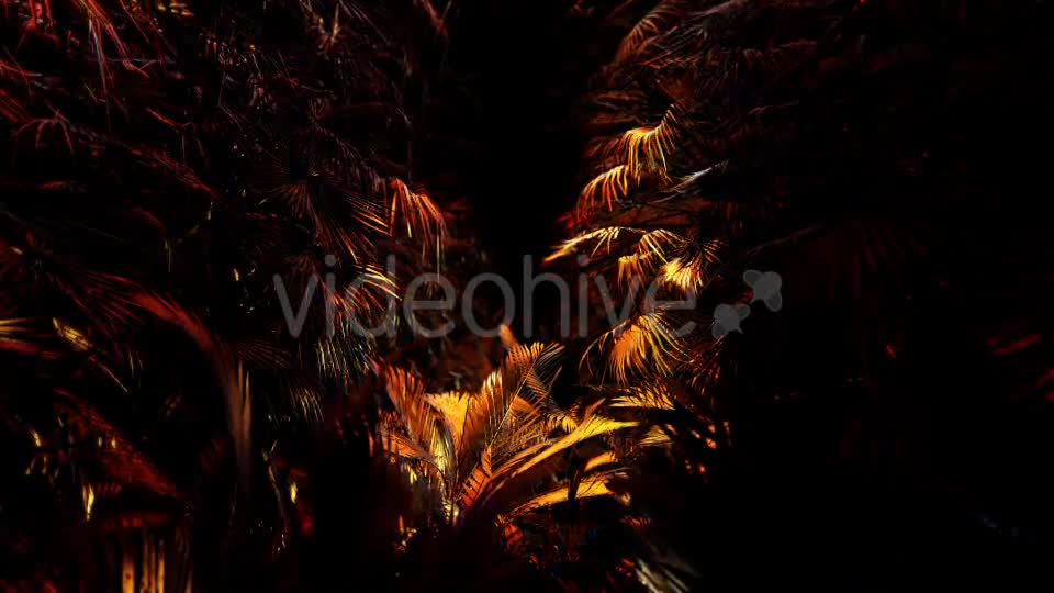 Jungle Palms 03 HD - Download Videohive 20470959