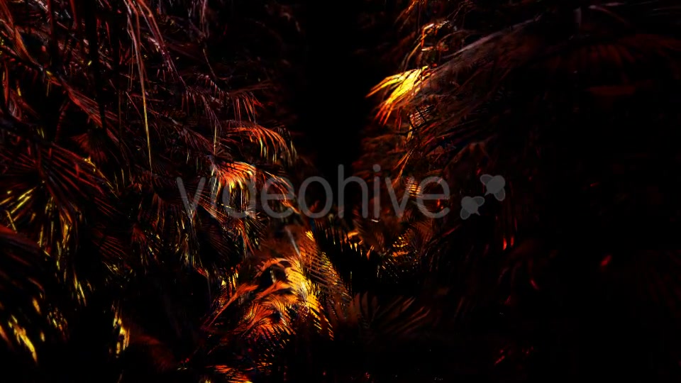 Jungle Palms 03 HD - Download Videohive 20470959