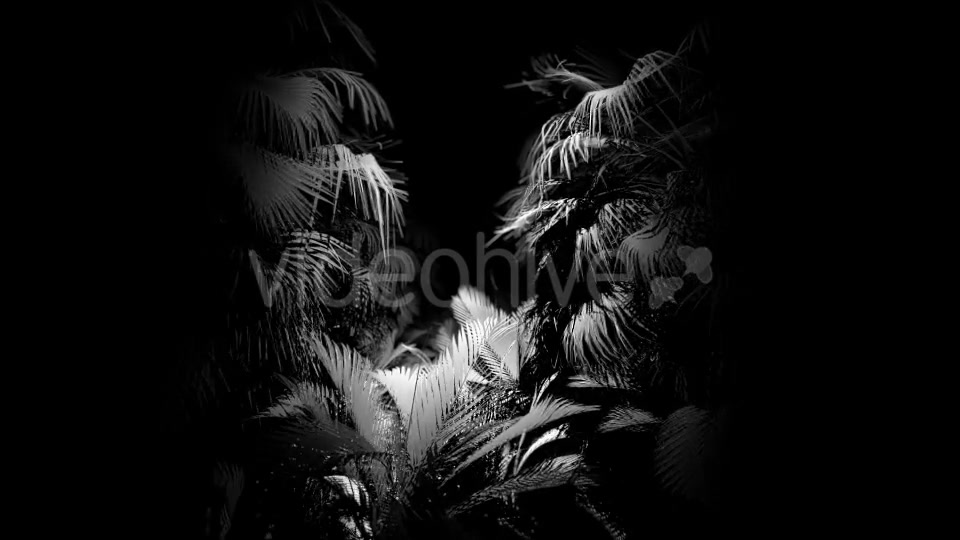 Jungle Palms 04 HD - Download Videohive 20412276