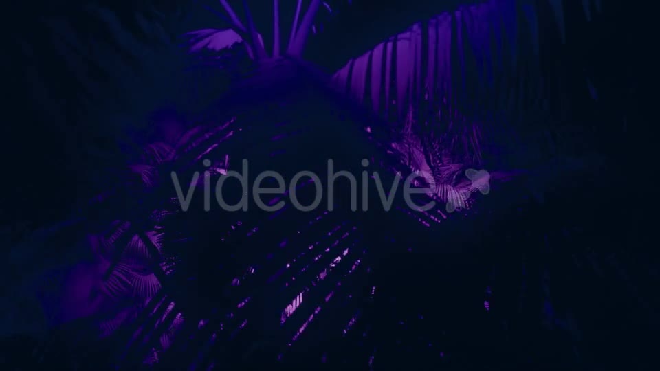 Jungle Palms 05 HD - Download Videohive 20433842