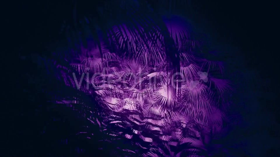 Jungle Palms 05 HD - Download Videohive 20433842