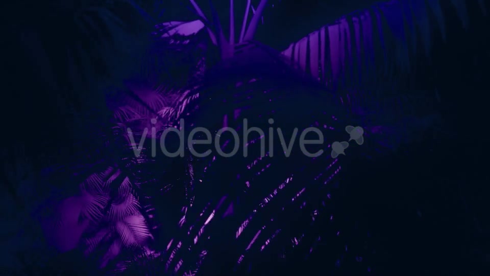 Jungle Palms 05 HD - Download Videohive 20433842