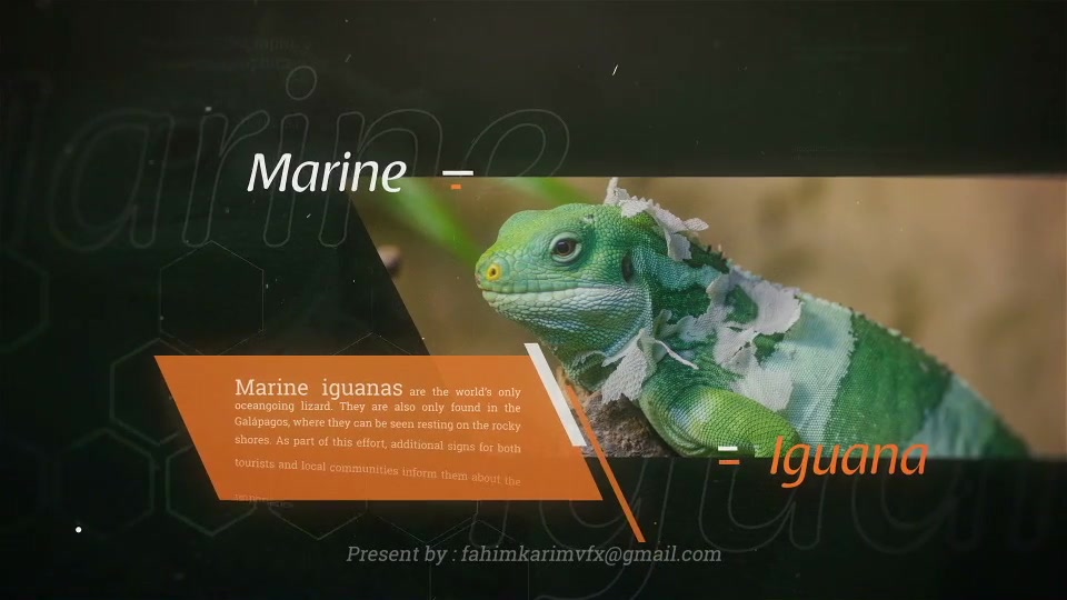 Jungle Promo Videohive 22668953 After Effects Image 11