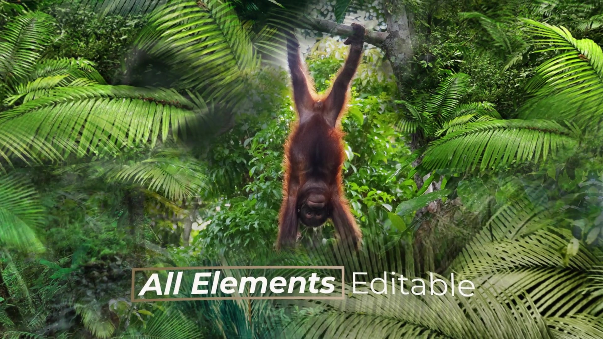 Jungle Tropical Slideshow Videohive 40108191 After Effects Image 5