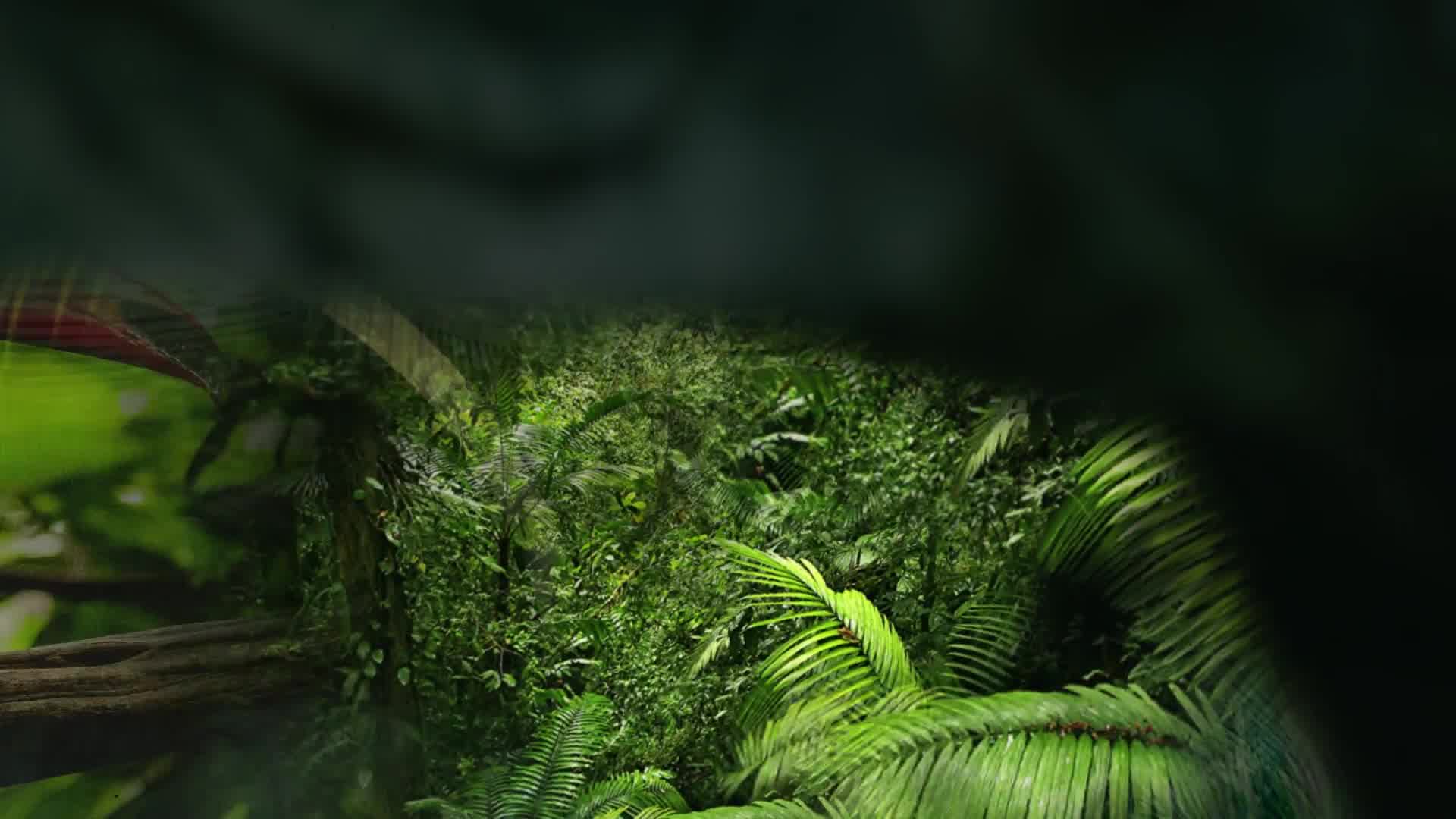 Jungle Tropical Slideshow Videohive 40108191 After Effects Image 9
