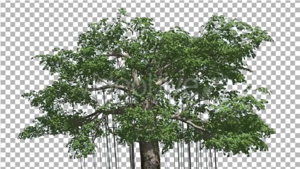 Kapok Swaying Tree Tree is Swaying at the Wind - Download Videohive 13375695