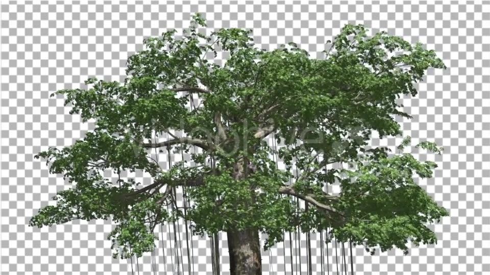 Kapok Swaying Tree Tree is Swaying at the Wind - Download Videohive 13375695