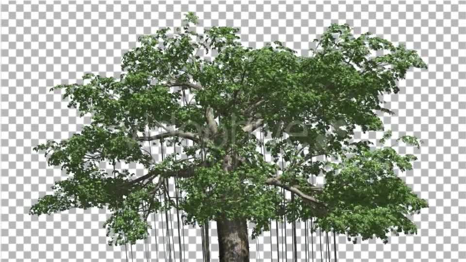 Kapok Swaying Tree Tree is Swaying at the Wind - Download Videohive 13375695