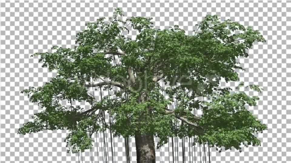 Kapok Swaying Tree Tree is Swaying at the Wind - Download Videohive 13375695