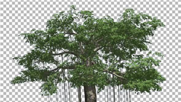 Kapok Swaying Tree Tree is Swaying at the Wind - Download Videohive 13375695