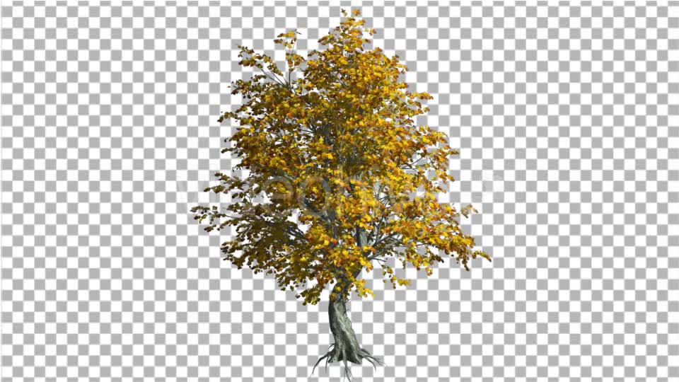 Katsura Tree Fall with Roots is Swaying - Download Videohive 13372882