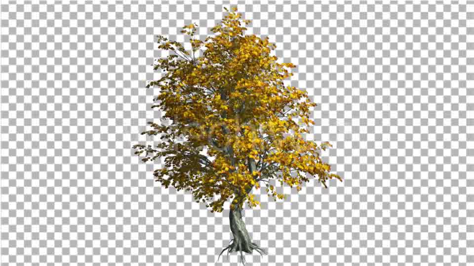 Katsura Tree Fall with Roots is Swaying - Download Videohive 13372882