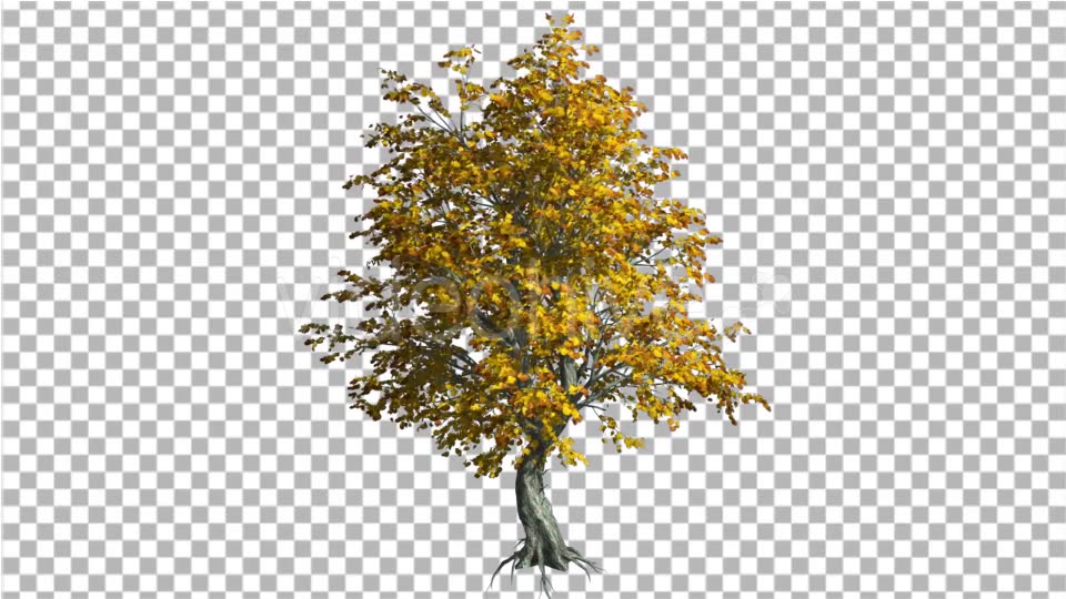 Katsura Tree Fall with Roots is Swaying - Download Videohive 13372882