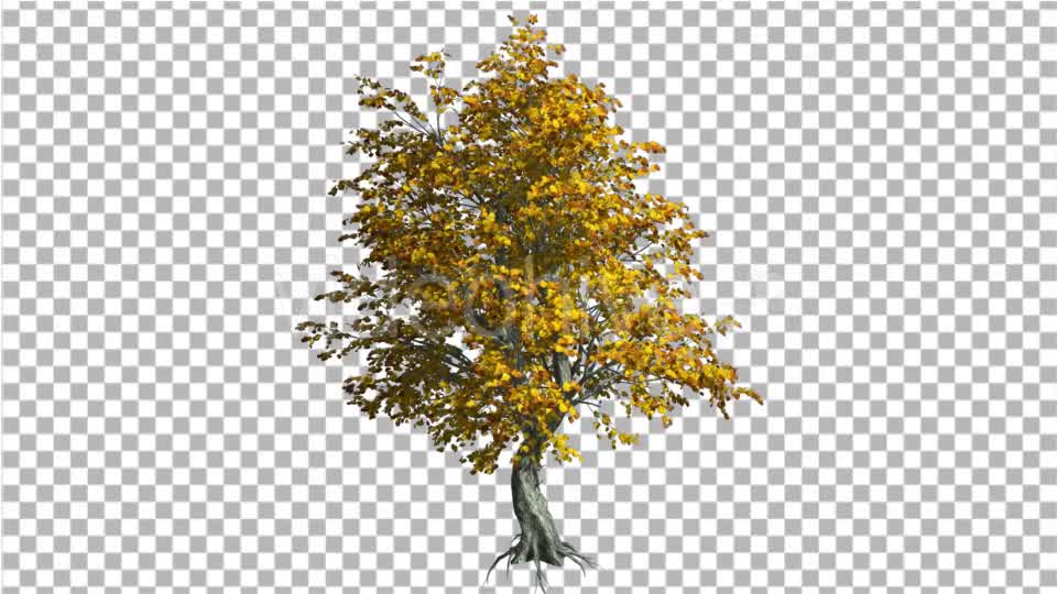 Katsura Tree Fall with Roots is Swaying - Download Videohive 13372882