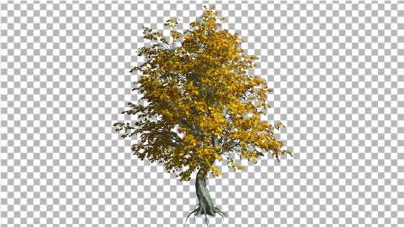 Katsura Tree Fall with Roots is Swaying - Download Videohive 13372882