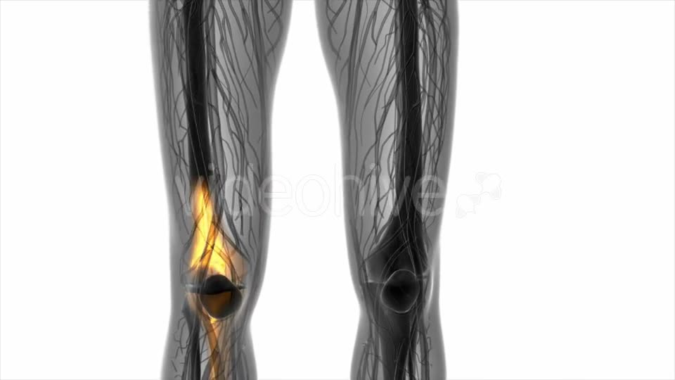 Knee Bones Anatomy - Download Videohive 20569177