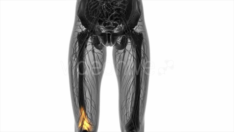 Knee Bones Anatomy - Download Videohive 20569177