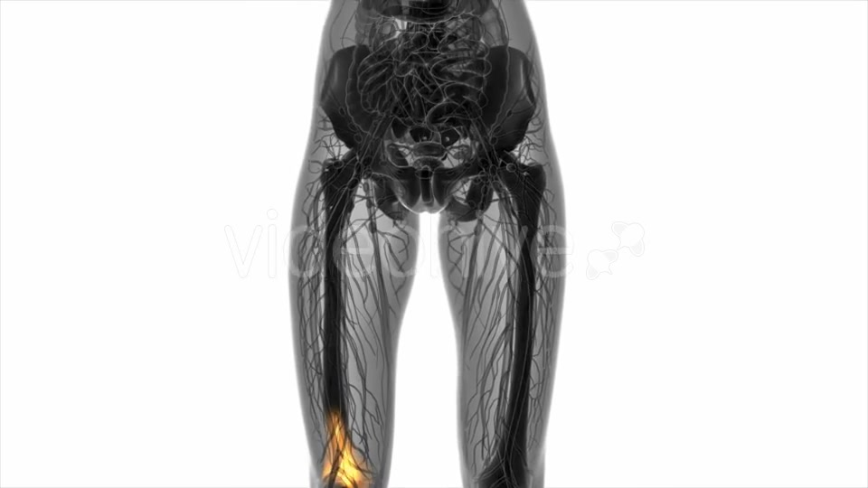 Knee Bones Anatomy - Download Videohive 20569177