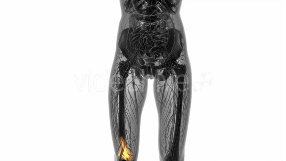 Knee Bones Anatomy - Download Videohive 20569177