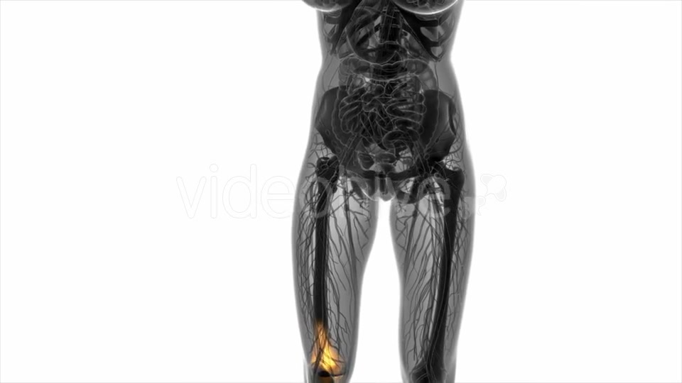 Knee Bones Anatomy - Download Videohive 20569177