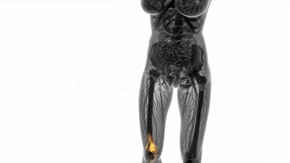 Knee Bones Anatomy - Download Videohive 20569177