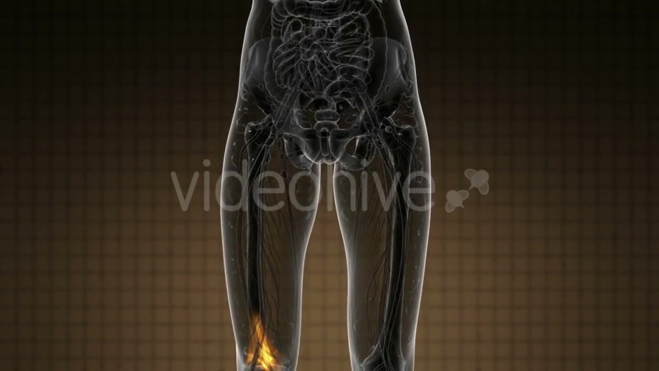 Knee Bones Anatomy - Download Videohive 20778039