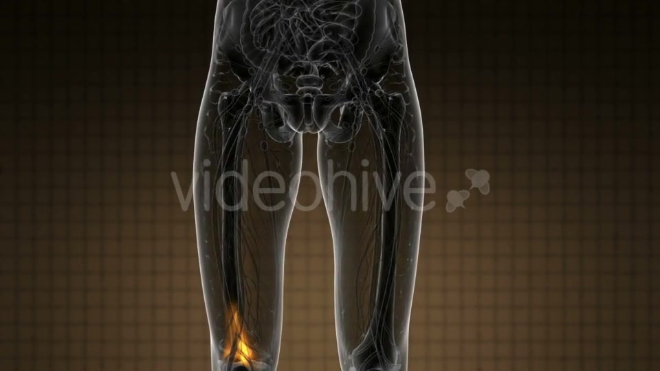 Knee Bones Anatomy - Download Videohive 20778039