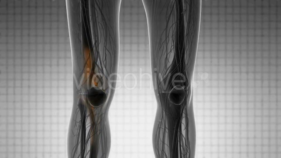 Knee Bones Anatomy - Download Videohive 20854616