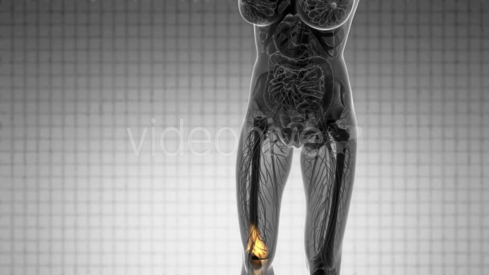 Knee Bones Anatomy - Download Videohive 20854616