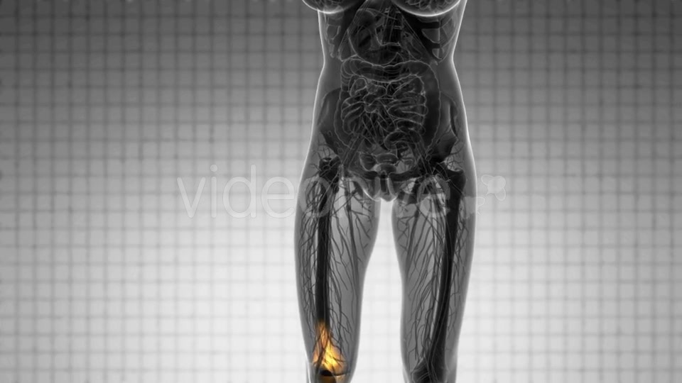 Knee Bones Anatomy - Download Videohive 20854616