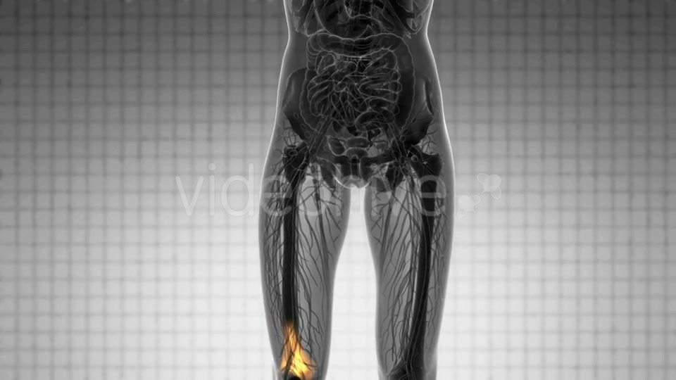 Knee Bones Anatomy - Download Videohive 20854616